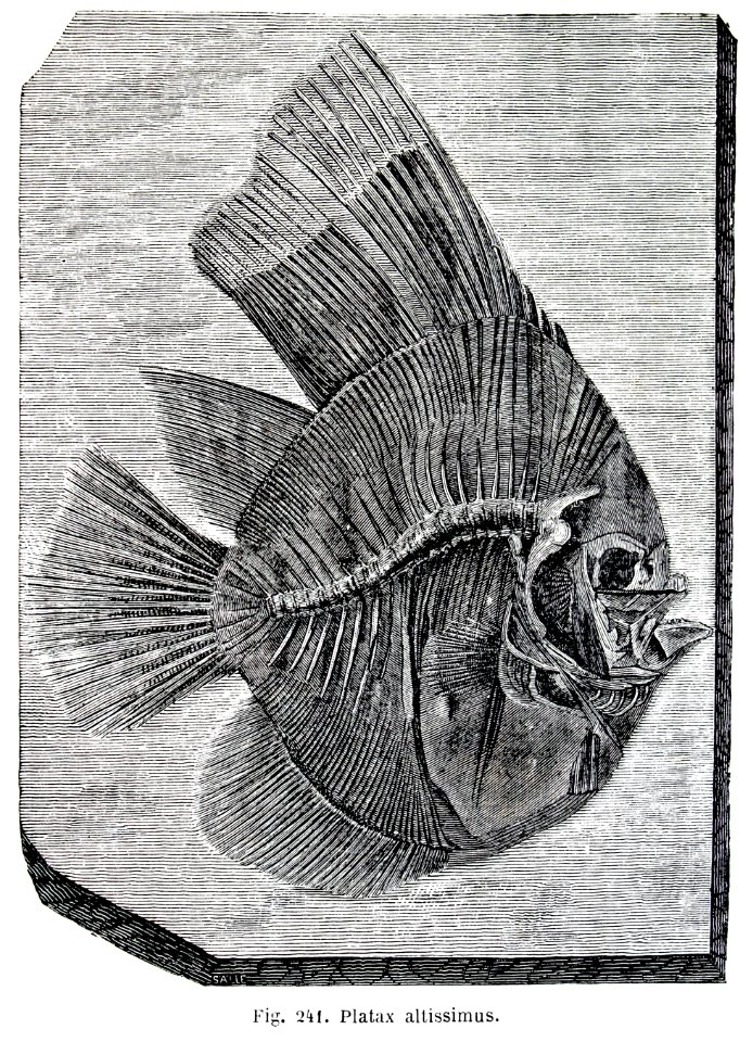 "Platax altissimus".