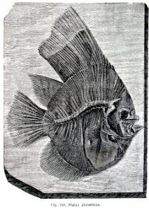 "Platax altissimus".