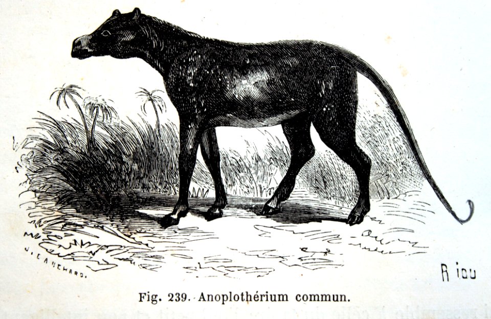 "Anoplothérium commun".