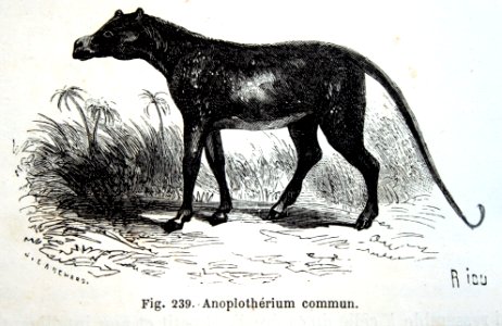 "Anoplothérium commun".