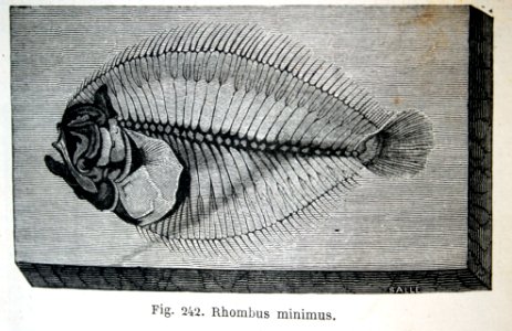 "Rhombus minimus".