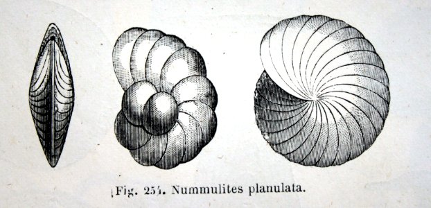 "Nummulites planulata".