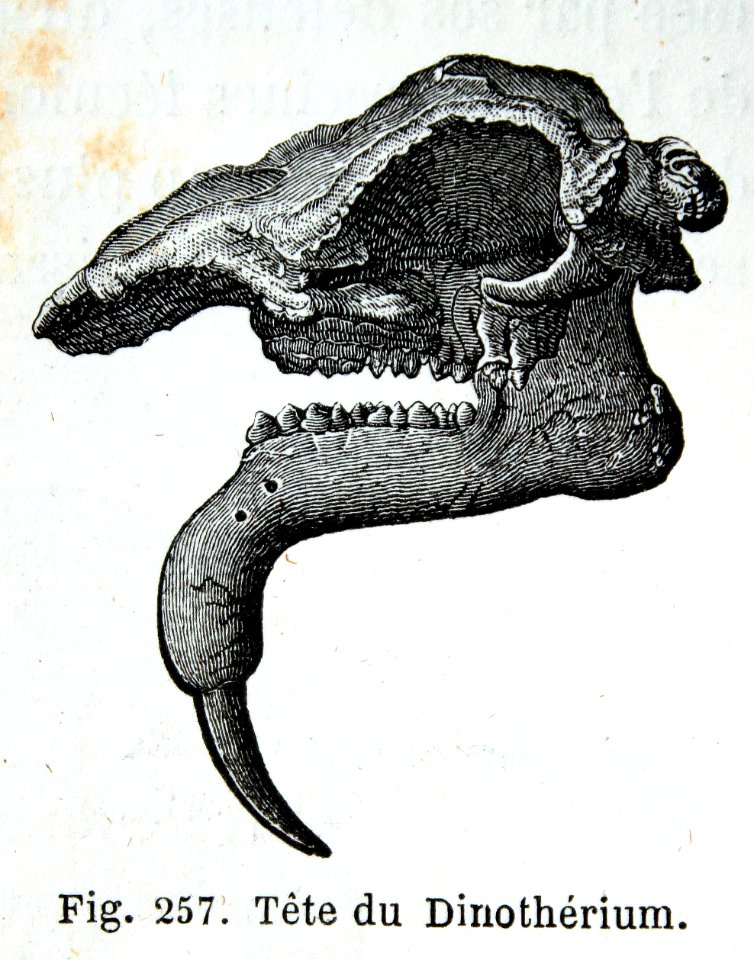 "Téte du dinothérium".
