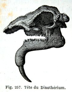"Téte du dinothérium".. Free illustration for personal and commercial use.