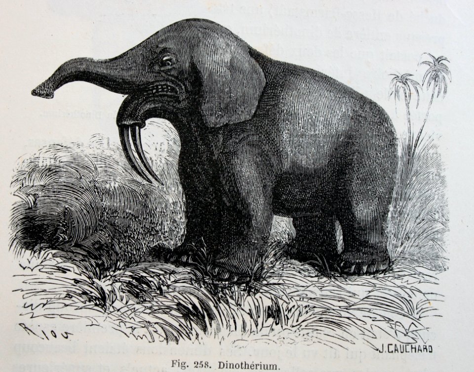 "Dinothérium".