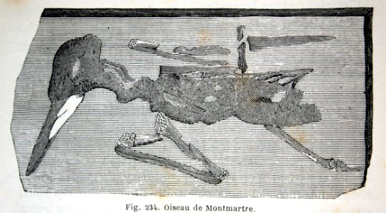 "Oiseau de Montmartre".