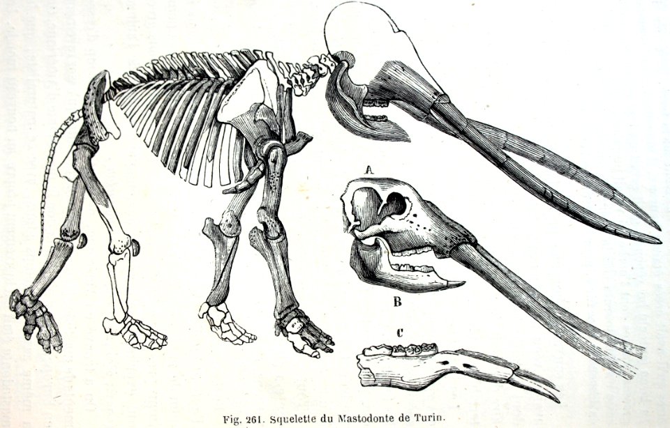 "Squuelette du Mastodonte de Turin".. Free illustration for personal and commercial use.