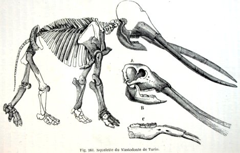 "Squuelette du Mastodonte de Turin".
