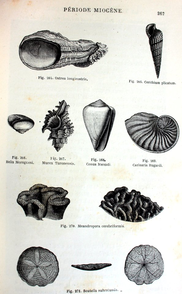 "Ostrea longirostris, Cerithium plicatum, Helix Moroguesi,…