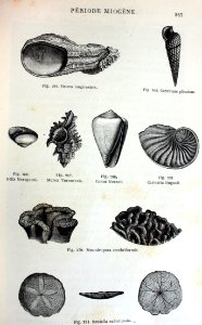 "Ostrea longirostris, Cerithium plicatum, Helix Moroguesi,…