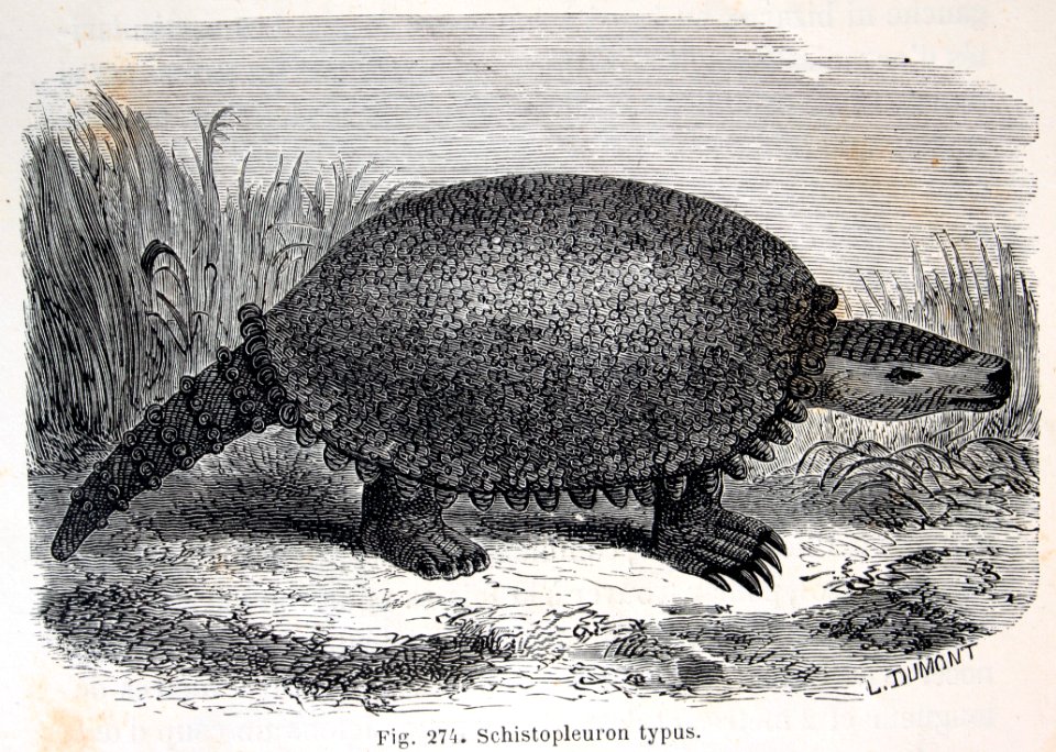 "Schistopleuron typus".