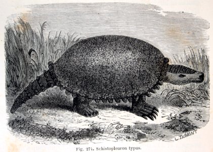 "Schistopleuron typus".