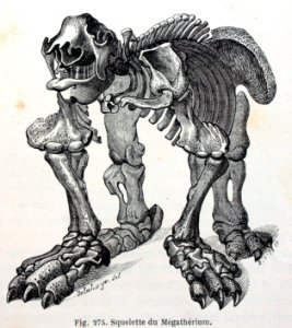 "Squelette du Mégatherium".