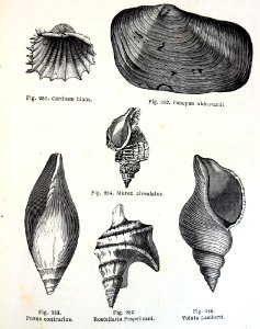 "Cardium hians, Panopaea Aldrovandi, Murex alveolatus, Fus…