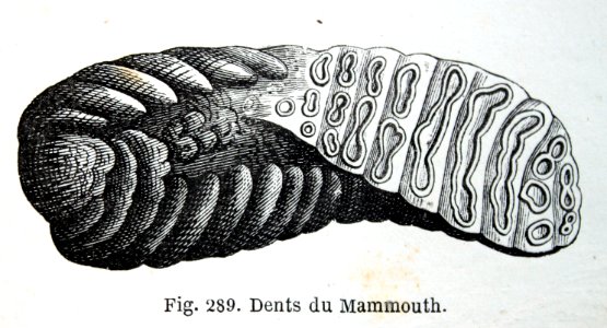 "Dents du Mammouth".