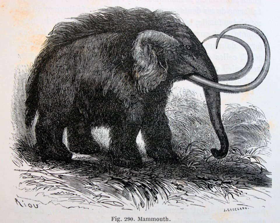 "Mammouth".