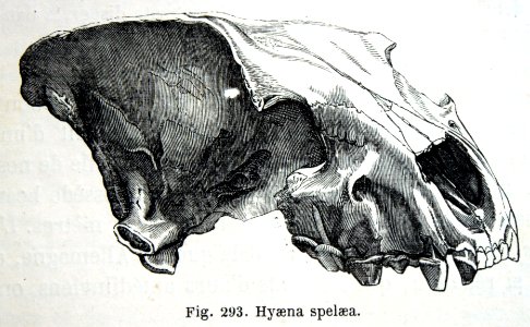"Hyaena spelaea".. Free illustration for personal and commercial use.