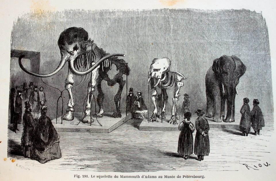 "Le squelette du Mammouth d'Adams au Musée de Pétersbourg"…