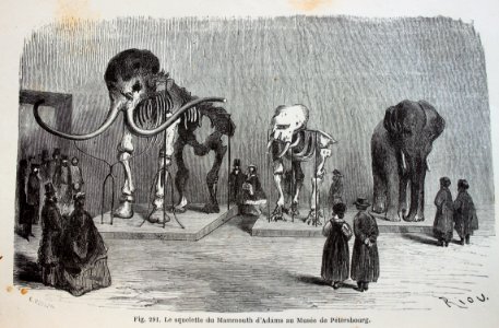 "Le squelette du Mammouth d'Adams au Musée de Pétersbourg"…