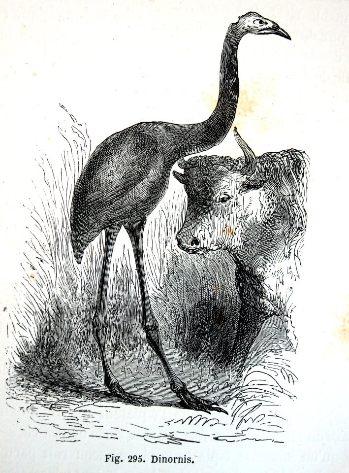 "Dinornis".