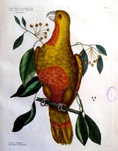 The Parrot of Paradise