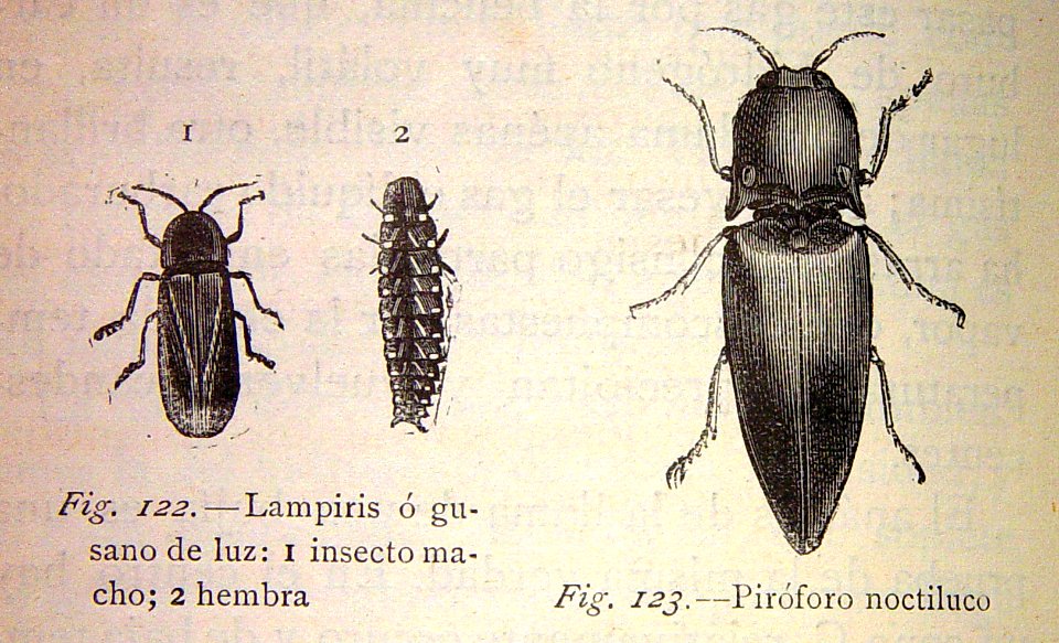 "Fig. 122. - Lampiris o gusano de luz 1.macho 2. hembra. F…