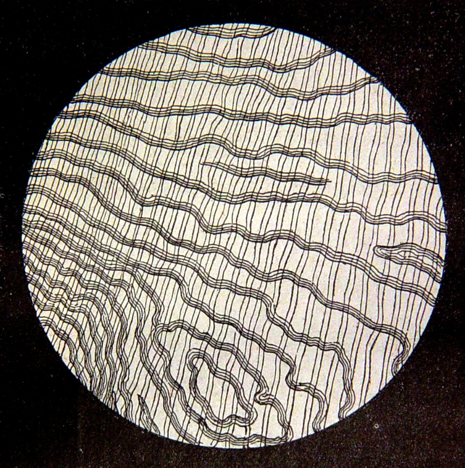 "Estrias del nácar de la perla vistas con el microscopio".…