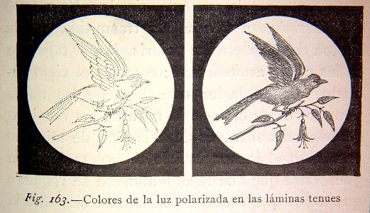 "Colores de la luz polarizada en las láminas tenues".