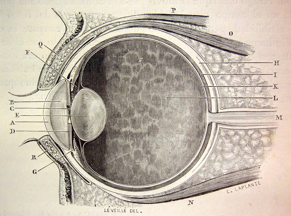 "Sección diametral antero-posterior del ojo humano".
