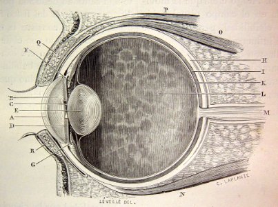 "Sección diametral antero-posterior del ojo humano".. Free illustration for personal and commercial use.