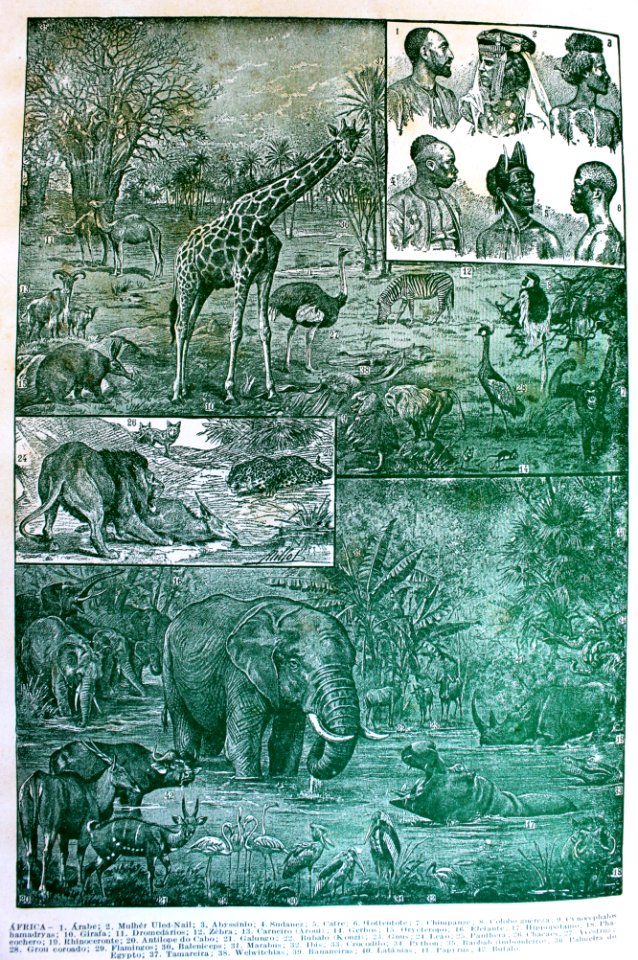 "Africa".