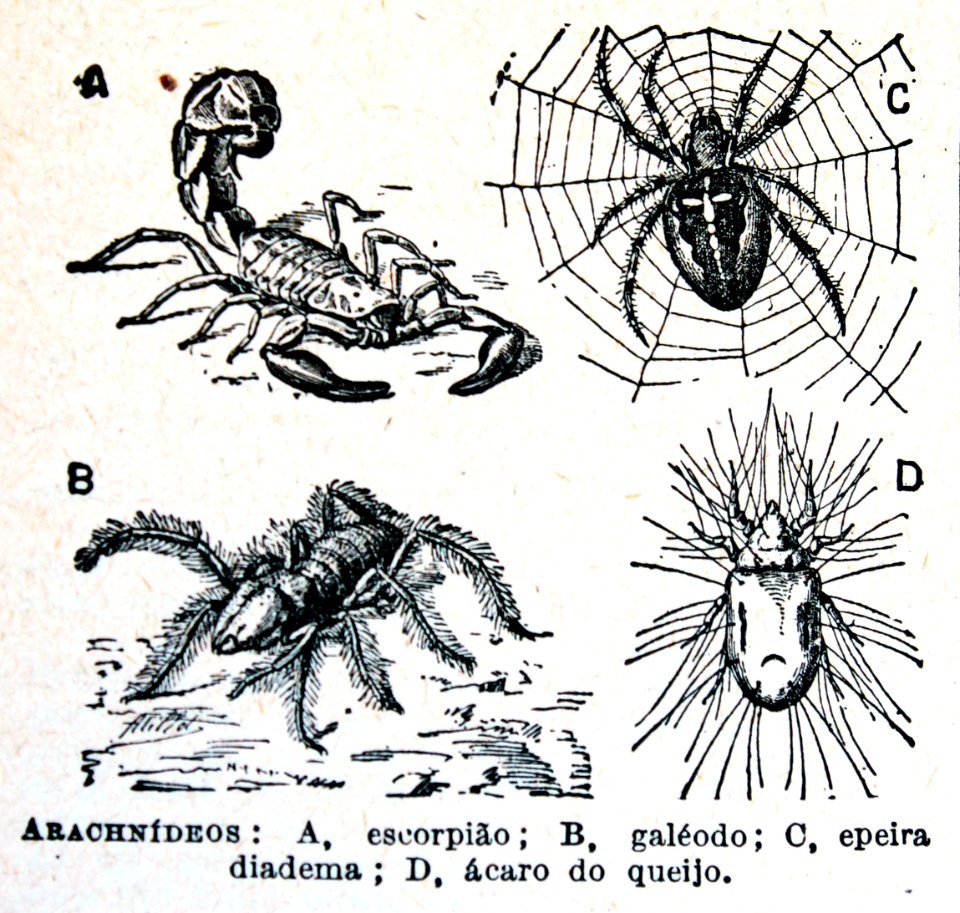 "Arachnídeos".