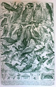 [Aves]
