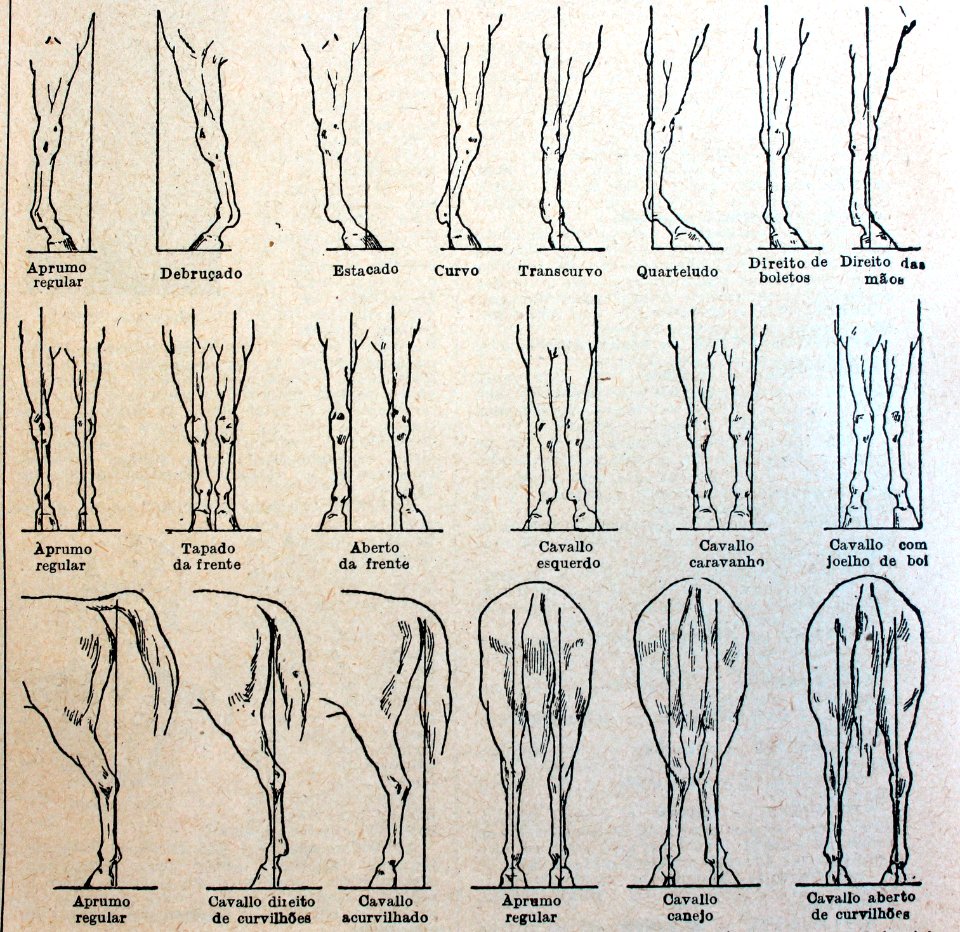"Aprumos de cavallo".