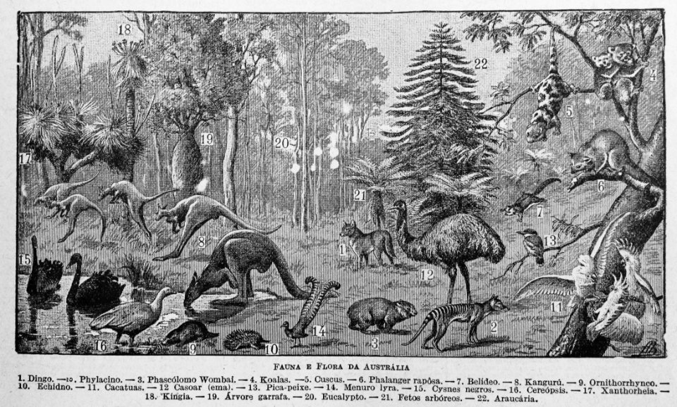 "Fauna e Flora da Austrália".