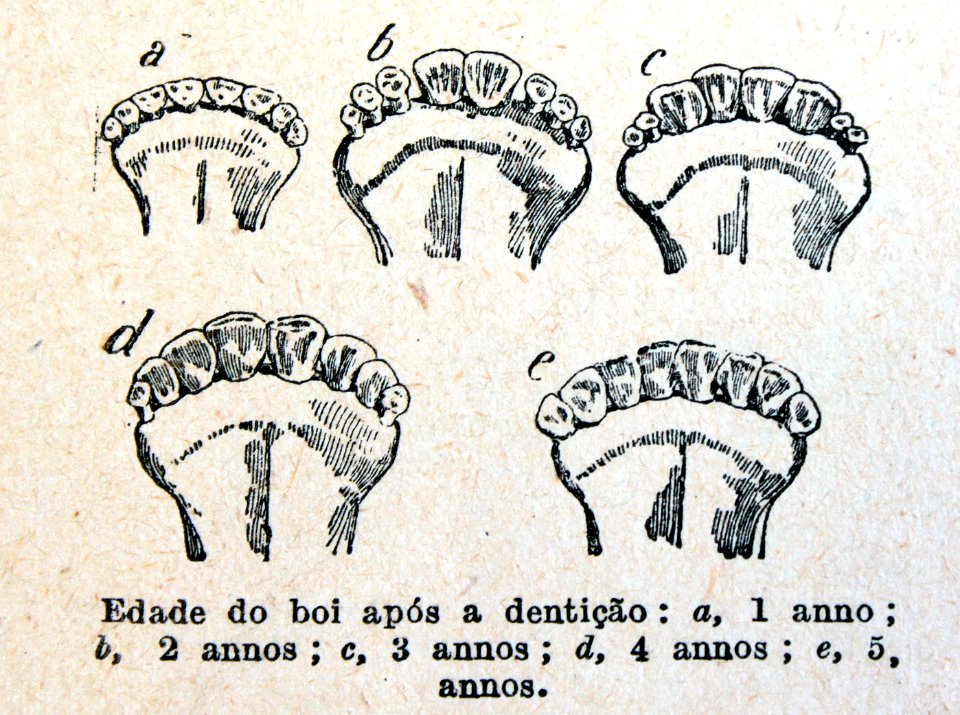 "Edade do boi após a dentição"