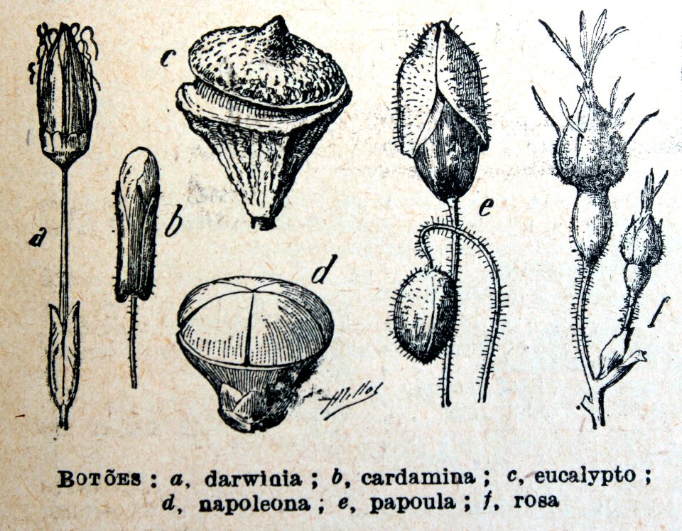 "Botões".