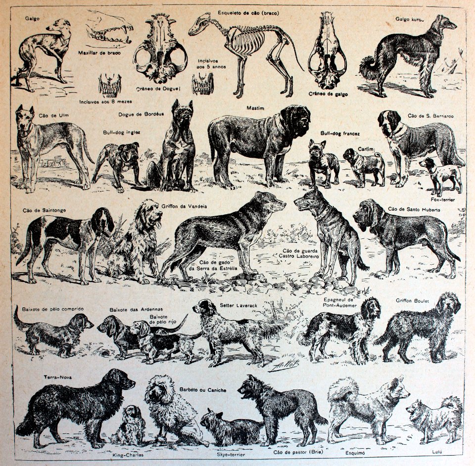 [Razas de perros]