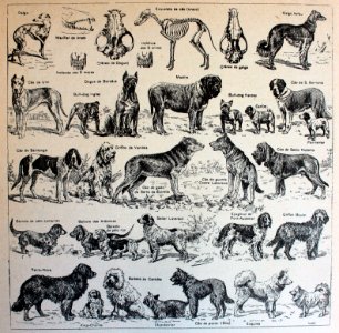 [Razas de perros]