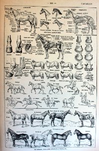 "Cavallo"