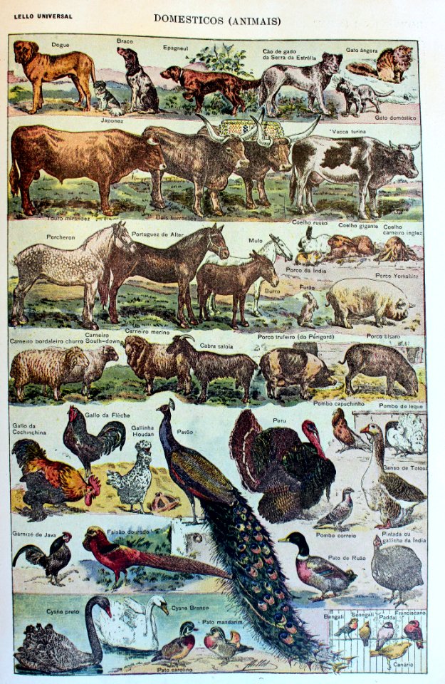 "Domesticos".
