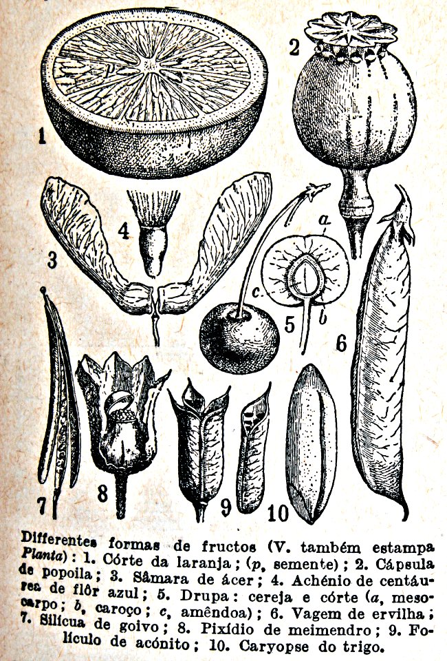 "Differentes formas de fructos".. Free illustration for personal and commercial use.