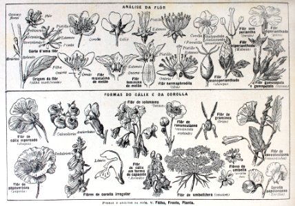 "Análise da flór".