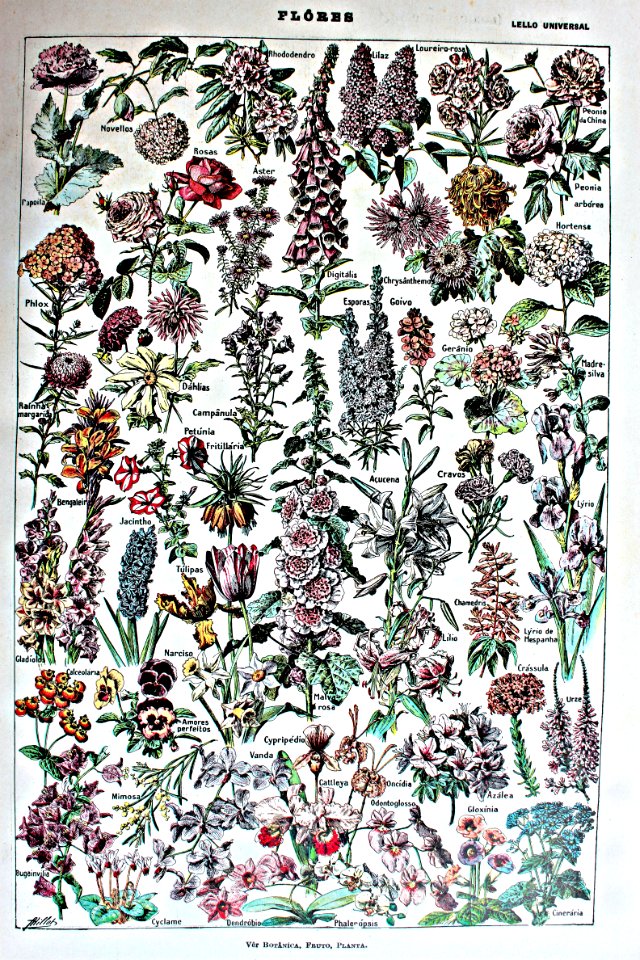 "Flores".