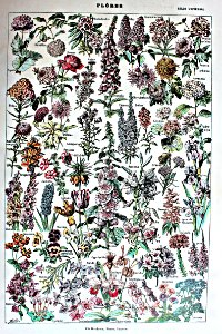 "Flores".