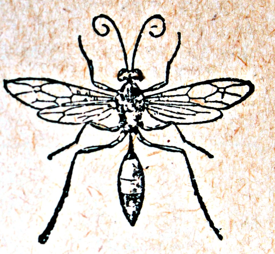 "Ichnêumon"