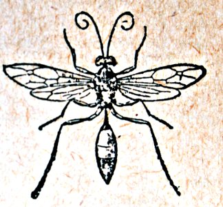 "Ichnêumon"