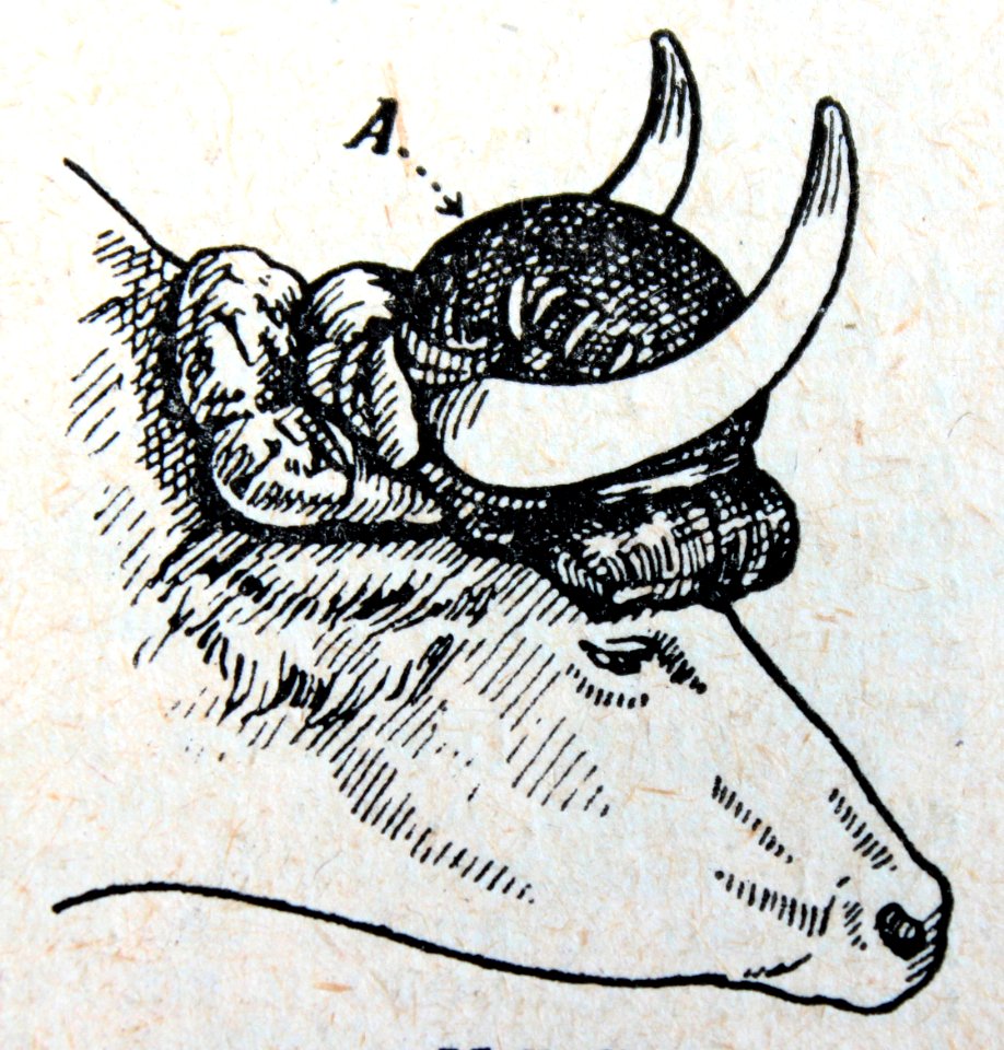 "Molhelha".