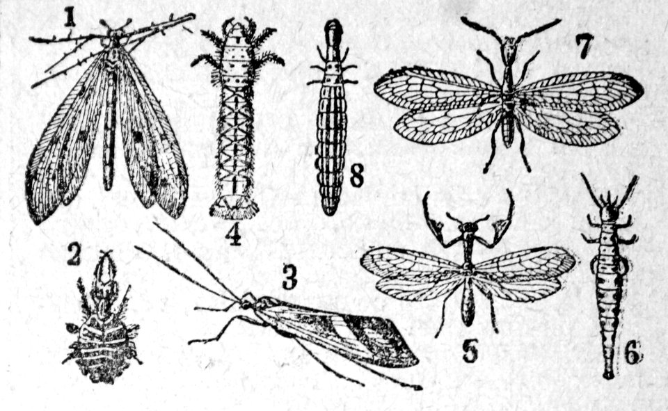 Nevrópteros.