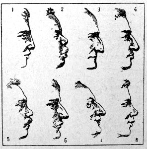 Nariz. 1. Recto. 2. Achatado 3. De cavallete 4. Cahido 5. …